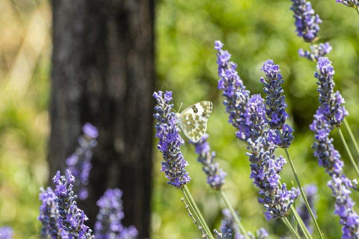 Mamak’ı lavanta kokusu sardı G1