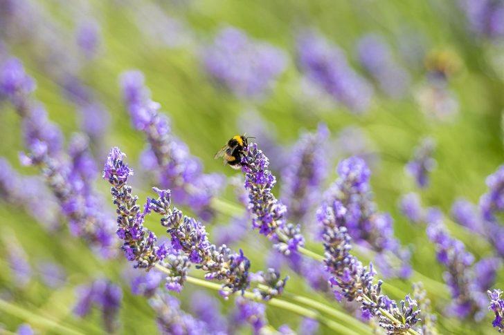 Mamak’ı lavanta kokusu sardı G2