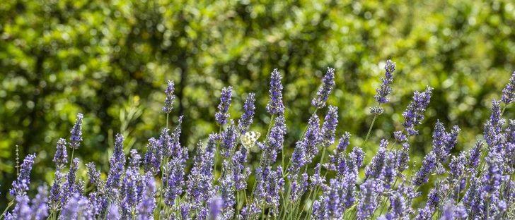 Mamak’ı lavanta kokusu sardı G3