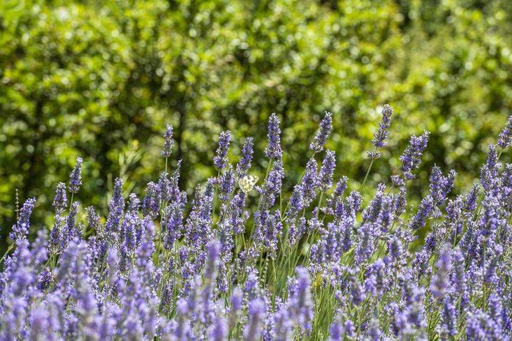 Mamak’ı lavanta kokusu sardı G4