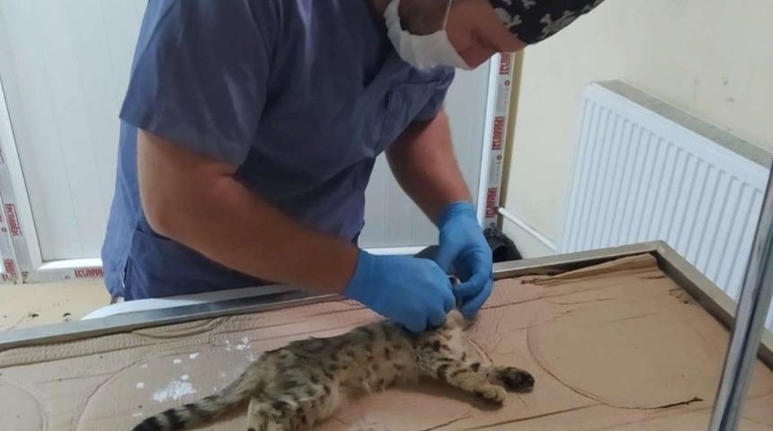 Boğazına kemik saplanan kedi kurtarıldı
