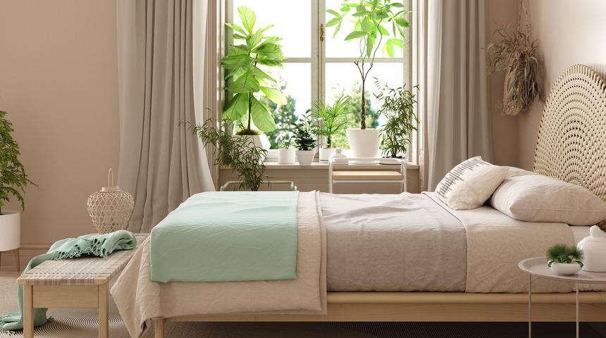Zararlı olup olmadığı açıklandı! Yatak odanızda bu bitkilere yer verirseniz...