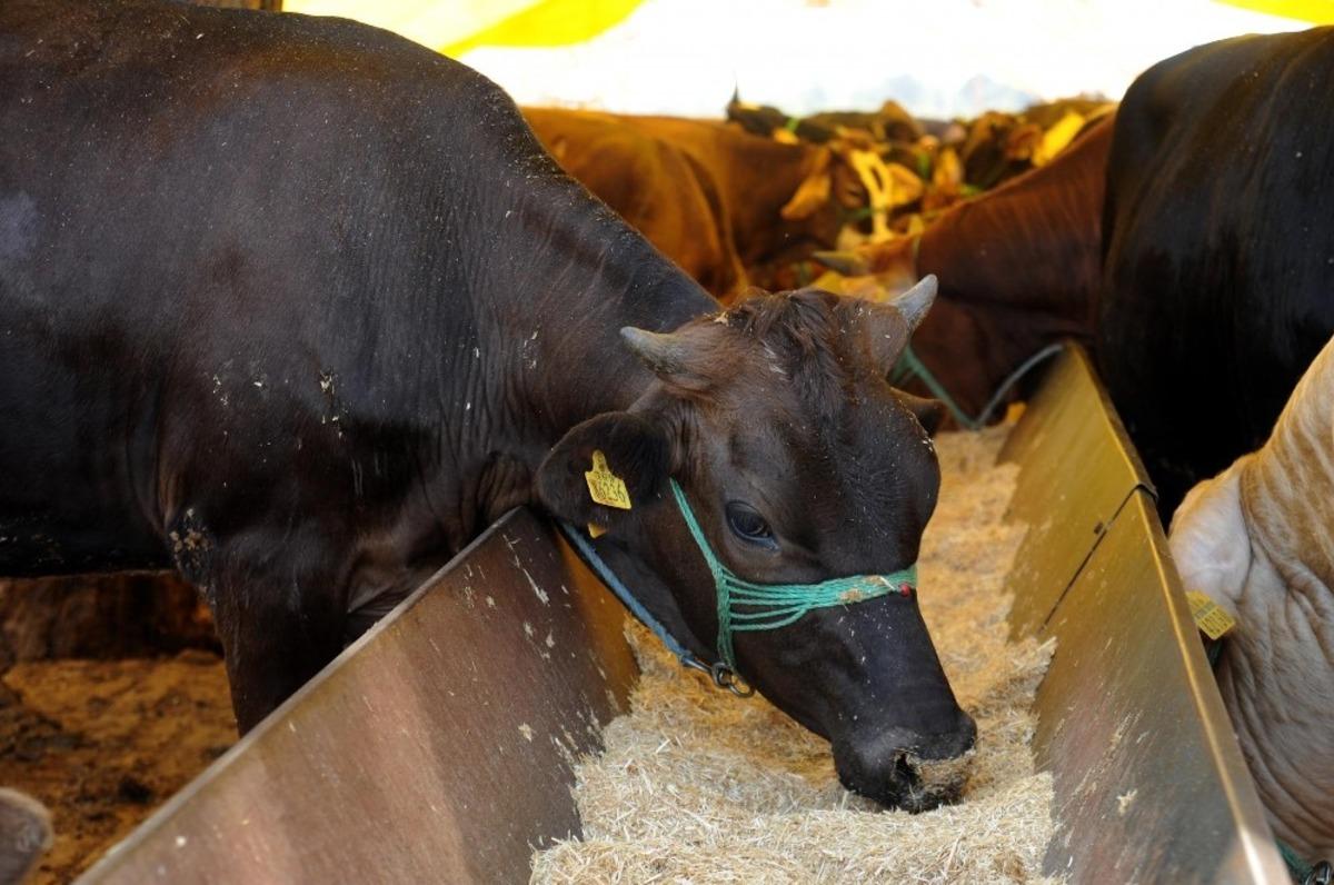 Kepez&rsquo;in kurban satış yerleri belirlendi
