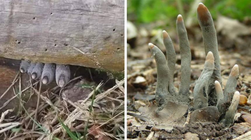 'Ölü insan parmağı' şeklindeki tuhaf mantar viral oldu