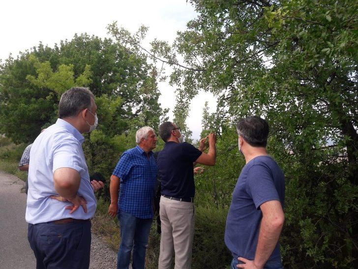 Karabük fıstık kenti olma yolunda G2