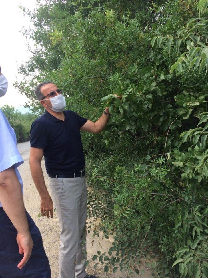 Karabük fıstık kenti olma yolunda G3