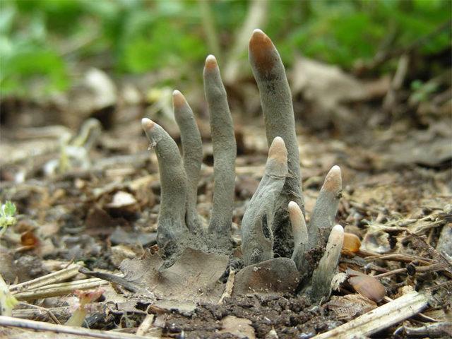 dead-mans-fingers-fungus-xylaria-polymorpha-5-5f056c23ab772__700