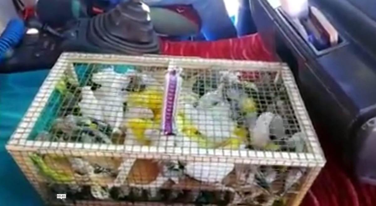 Sınırda saka kuşu ile sigara ele ge&ccedil;ildi