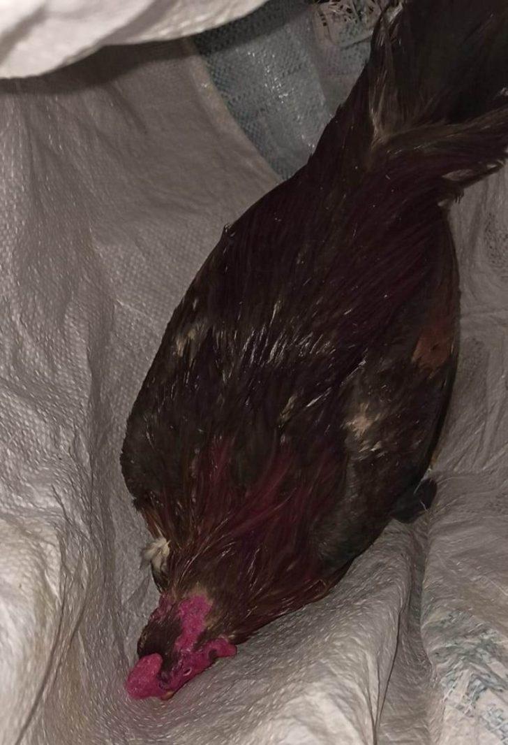 Metruk evde horoz dövüşüne 63 bin 340 TL para cezası G2