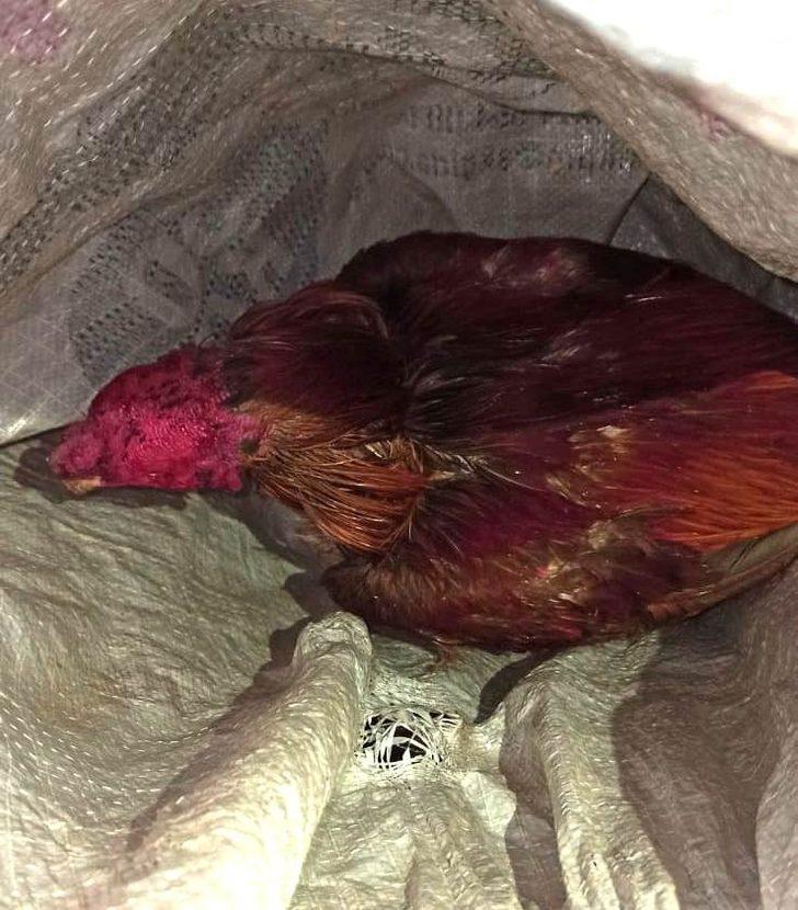 Metruk evde horoz dövüşüne 63 bin 340 TL para cezası G3