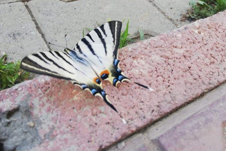 Çelikhan’da zebra çatal kuyruklu kelebek görüldü G1