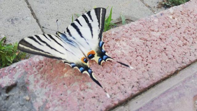 Çelikhan’da zebra çatal kuyruklu kelebek görüldü