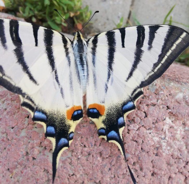 Çelikhan’da zebra çatal kuyruklu kelebek görüldü G2