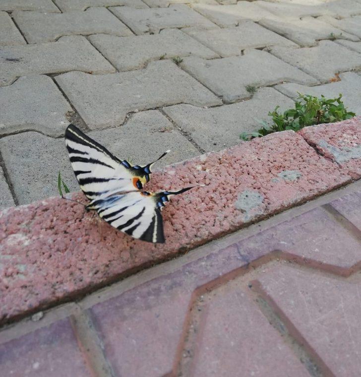 Çelikhan’da zebra çatal kuyruklu kelebek görüldü G3