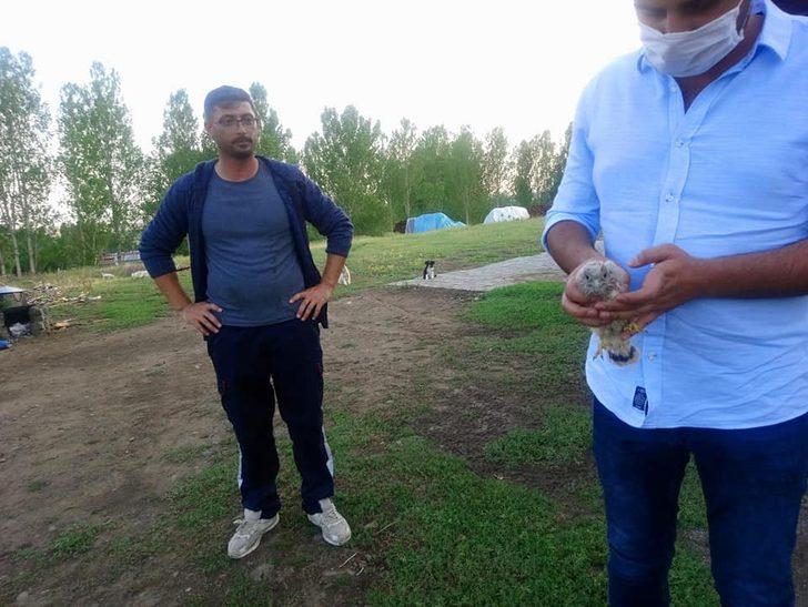 Kars’ta kerkenez yavrusu tedavi altına alındı G1