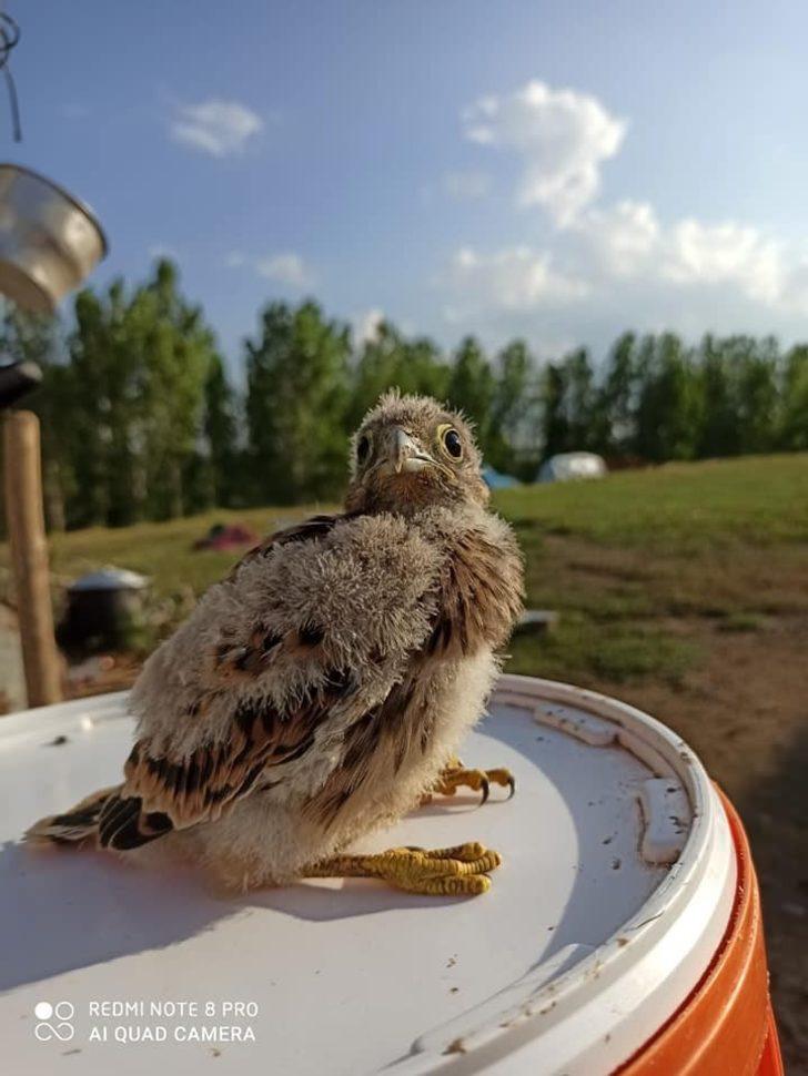 Kars’ta kerkenez yavrusu tedavi altına alındı G2