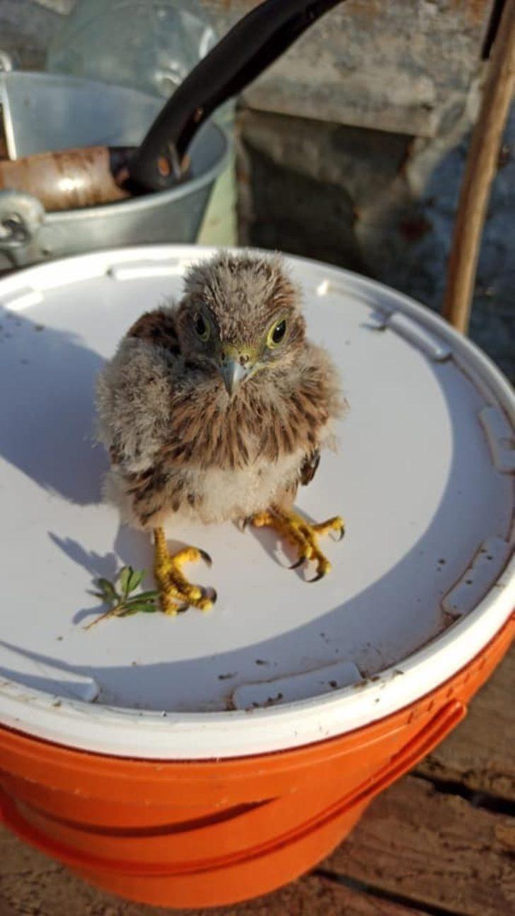 Kars’ta kerkenez yavrusu tedavi altına alındı G3
