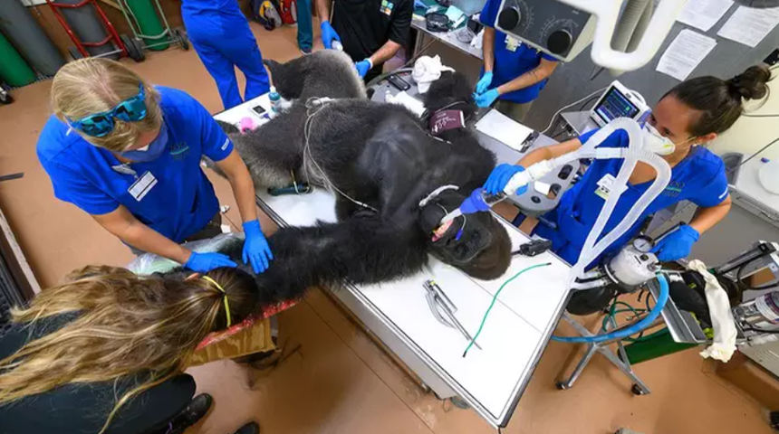 Kardeşiyle kavga eden dev goril koronavirüs testine gitti