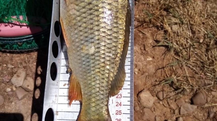 Beyşehir G&ouml;l&uuml;nde boy limiti altında balık avlanmasına ceza