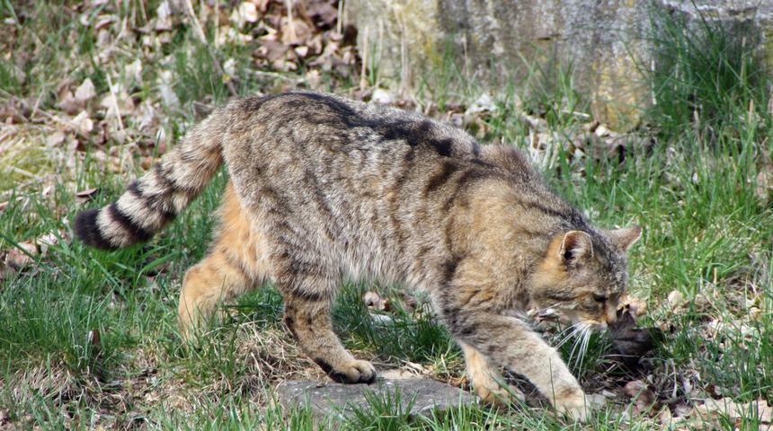 'En eski evcil kediye Oğuz T&uuml;rkleri baktı'