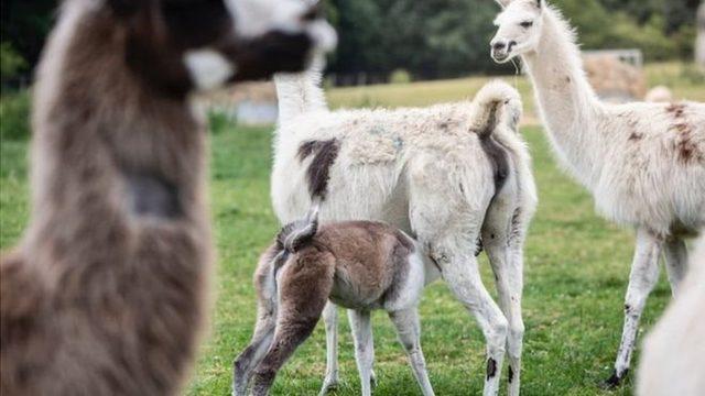 Koronavirüs: Covid-19'a karşı bağışıklığı güçlendirmede lama antikoru önemli rol oynayabilir