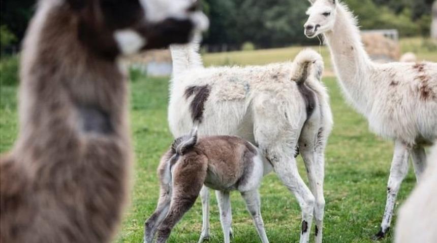 Koronavir&uuml;s: Covid-19'a karşı bağışıklığı g&uuml;&ccedil;lendirmede lama antikoru &ouml;nemli rol oynayabilir