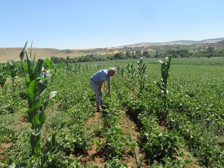 Arpa ve buğday harmanda, fasulye ile mısır tarlada G2