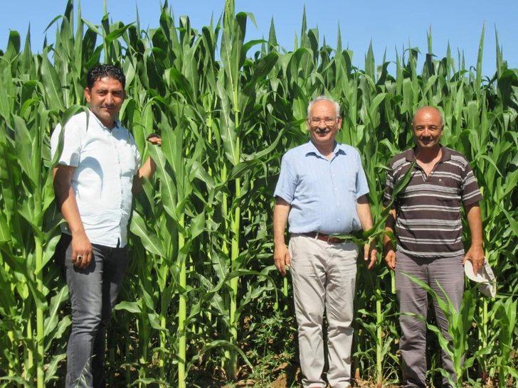 Arpa ve buğday harmanda, fasulye ile mısır tarlada G3