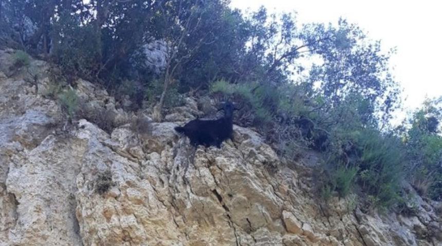 50 metrelik uçurumda mahsur kalan keçiyi kucağında kurtardı