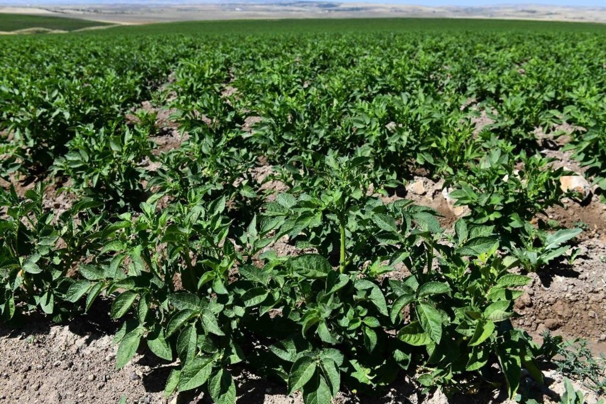 B&uuml;y&uuml;kşehir&rsquo;e ait tarım arazilerinde hasat i&ccedil;in geri sayım