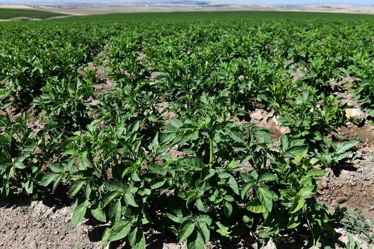 Büyükşehir’e ait tarım arazilerinde hasat için geri sayım G1