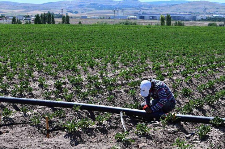 Büyükşehir’e ait tarım arazilerinde hasat için geri sayım G3