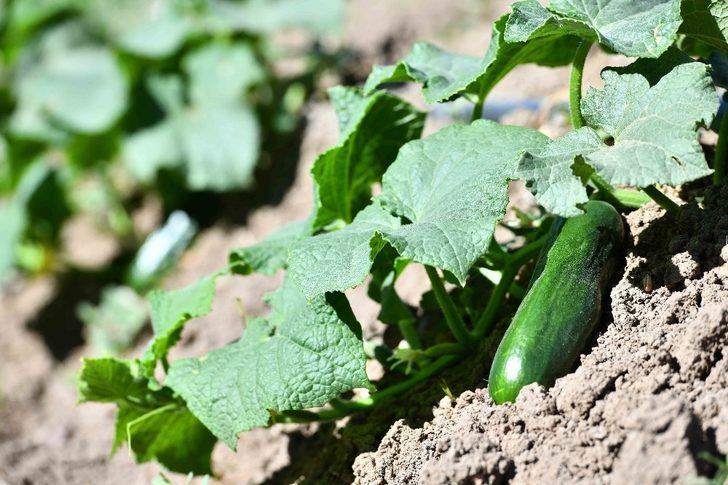 Büyükşehir’e ait tarım arazilerinde hasat için geri sayım G5
