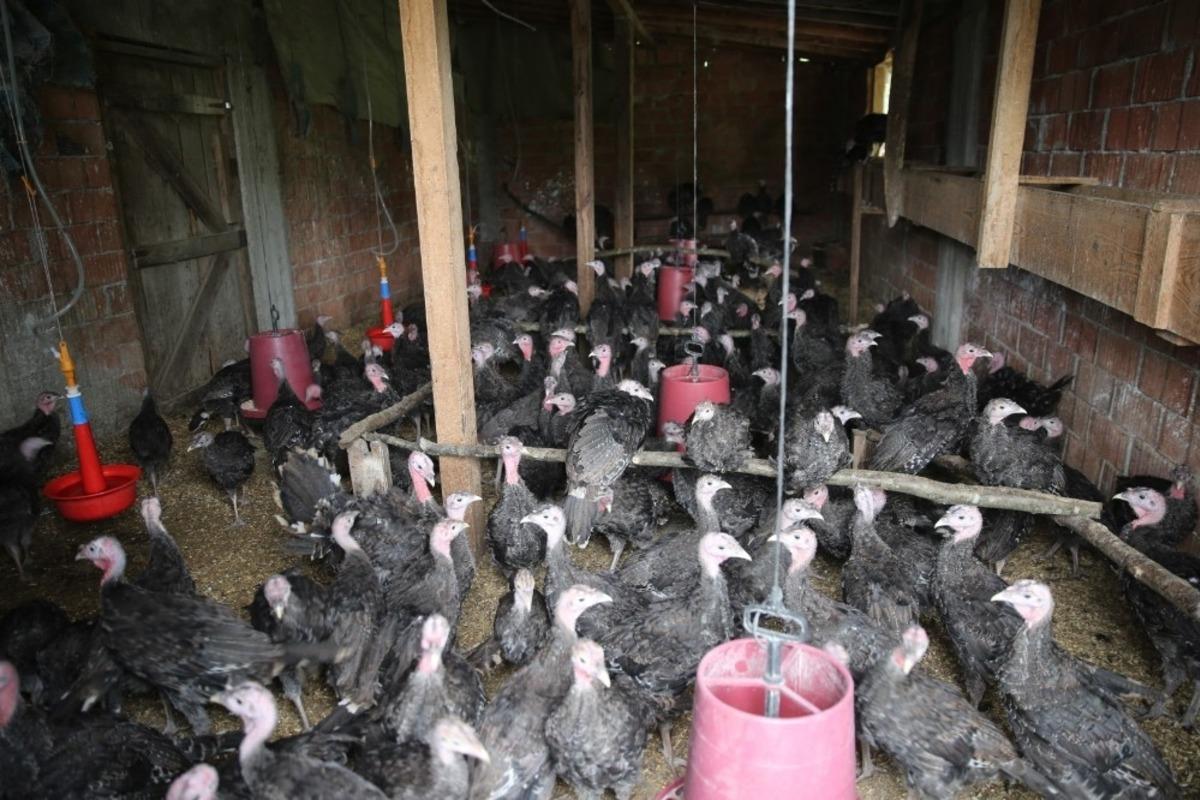 Kandıra Hindisi koruma altına alınıyor