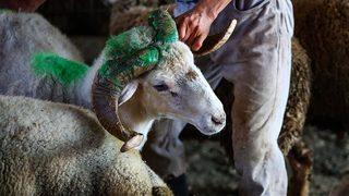 Bu yıl kurbanlık fiyatları ne kadar? İşte 2020 kurbanlık fiyatları!