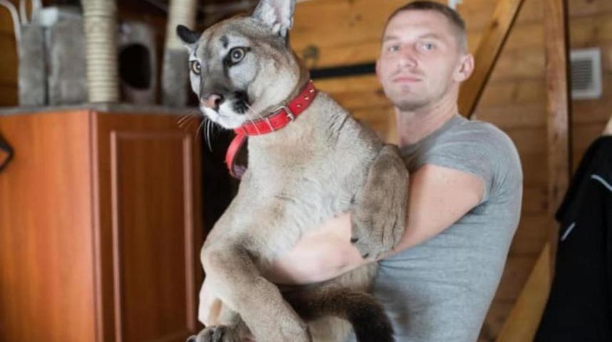 Hayvanat bahçesine vermediği pumasıyla ormana kaçtı!