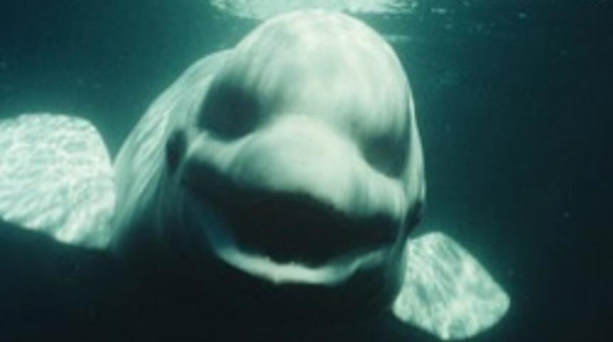 O canlıların da dost olabildiği ortaya çıktı!