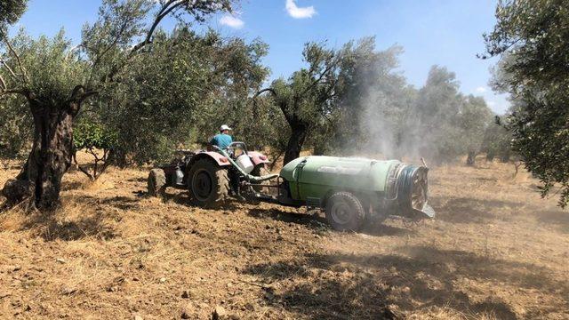 BAÇEM zeytin sineğine karşı kaolin kili kullanıyor