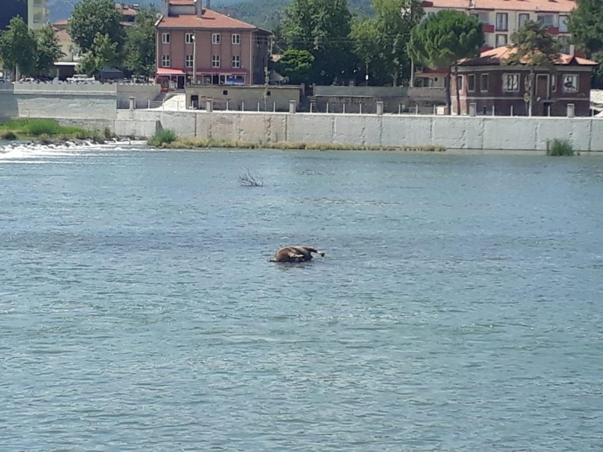 Kızılırmak&rsquo;taki hayvan leşi tepki &ccedil;ekti