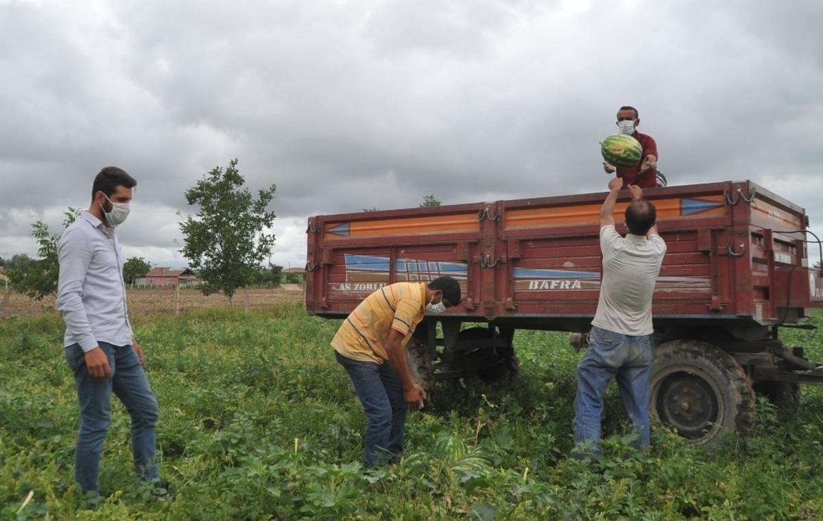 Bafra Ovası&rsquo;nda erkan karpuz kesimine ge&ccedil;it yok