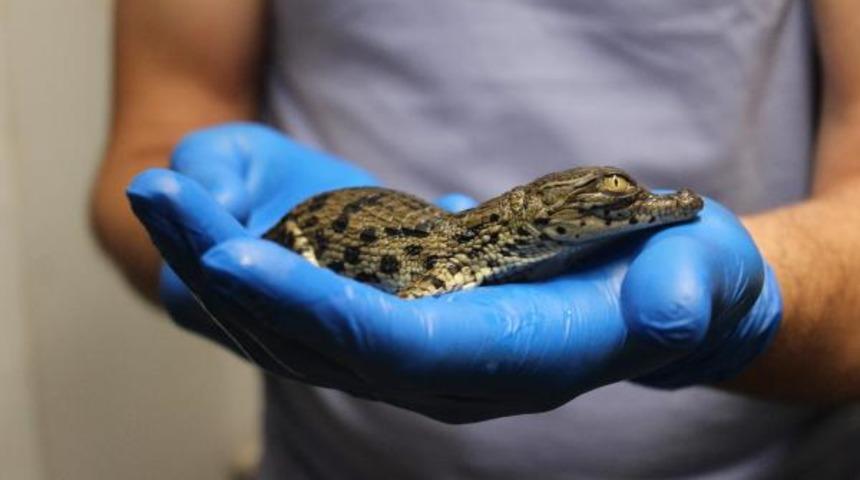 T&uuml;rkiye'de bir ilk! Yumurtalarından &ccedil;ıktılar