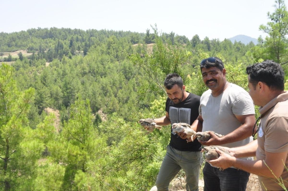 Manavgat&rsquo;ta pop&uuml;lasyonun artması i&ccedil;in ormana 50 keklik salındı