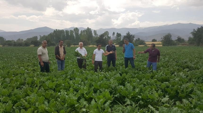 Müdür Görentaş, şeker pancarı üretim alanlarını gezdi