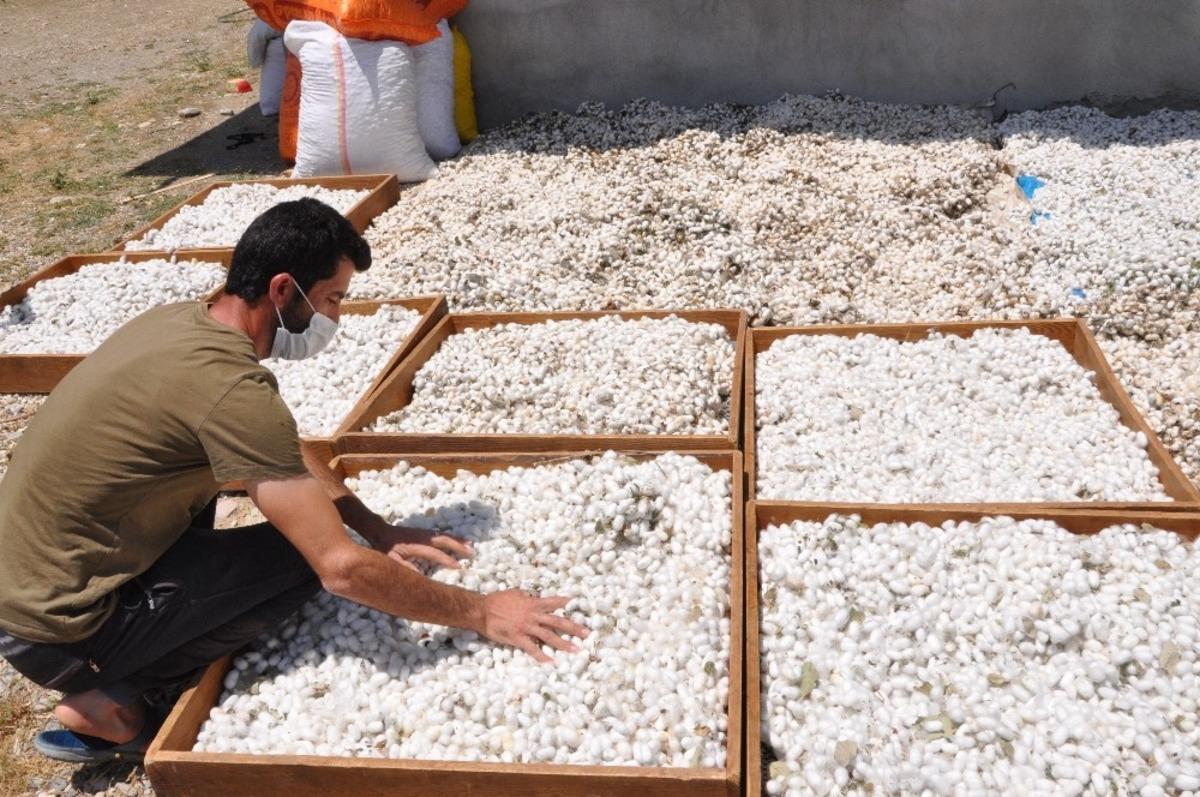 Sason&rsquo;da koza yetiştiricileri bir ayda 400 bin lira kazan&ccedil; sağladı