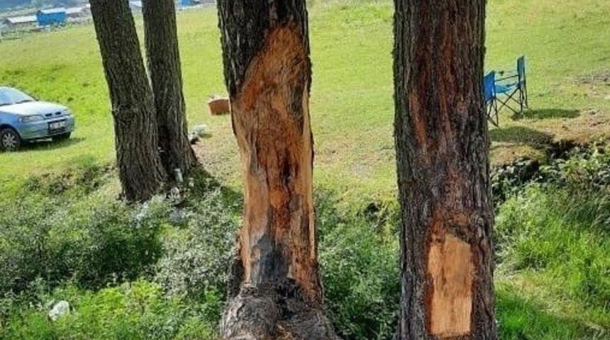 &Ccedil;am ağa&ccedil;larına &ccedil;ıra i&ccedil;in zarar verdiler