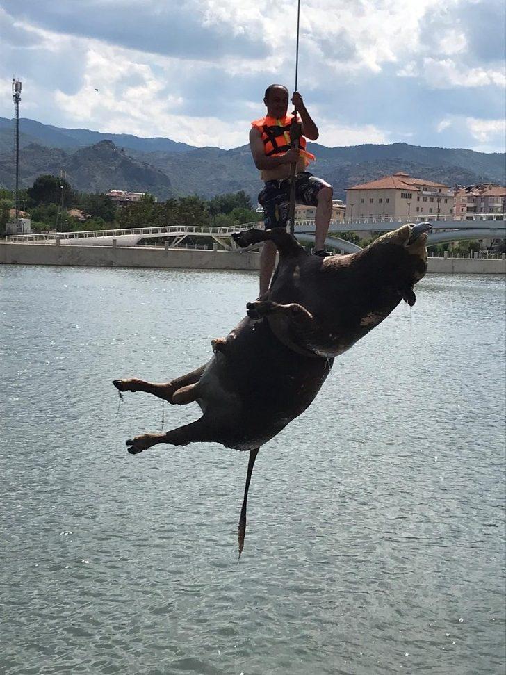 Kızılırmak’taki hayvan leşini vinçle kaldırıldı G1