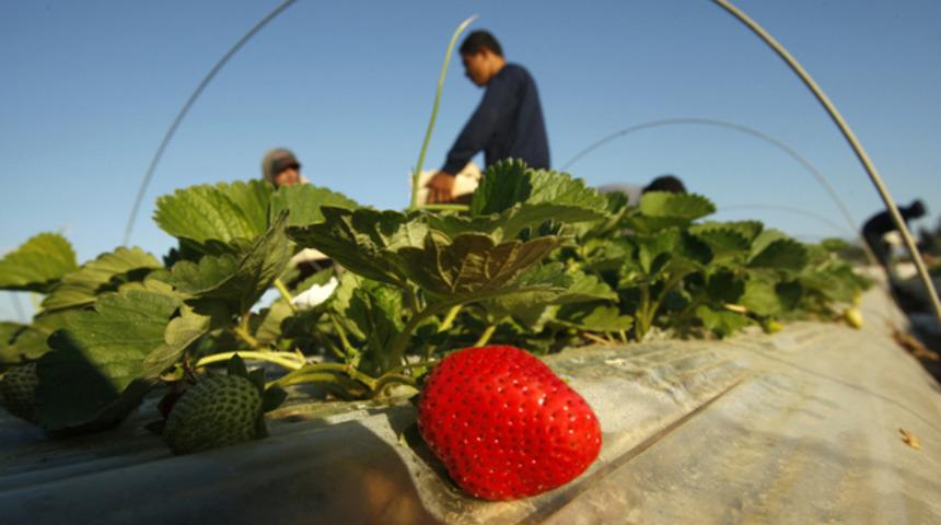Finlandiyalılar 22 yıl sonra &ccedil;ilek tarlalarına geri d&ouml;nd&uuml;