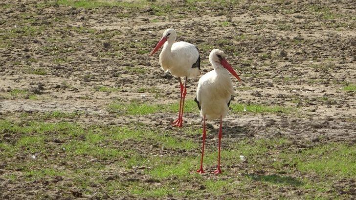 Değirmi Göleti’nde leylek yoğunluğu G2