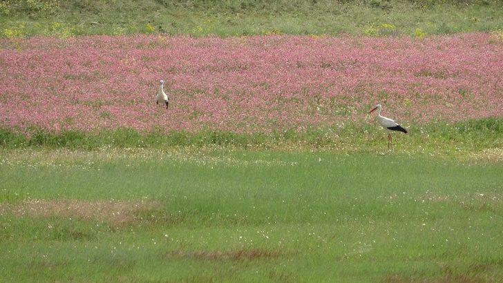 Değirmi Göleti’nde leylek yoğunluğu G3