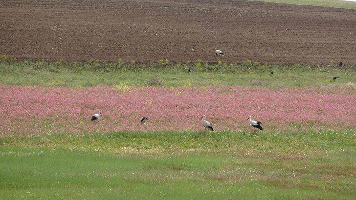 Değirmi Göleti’nde leylek yoğunluğu G4